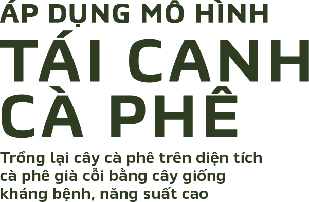 TÁI CANH CÀ PHÊ