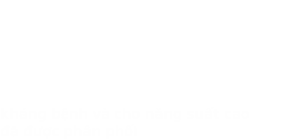 4,3 TRIỆU CÂY GIỐNG