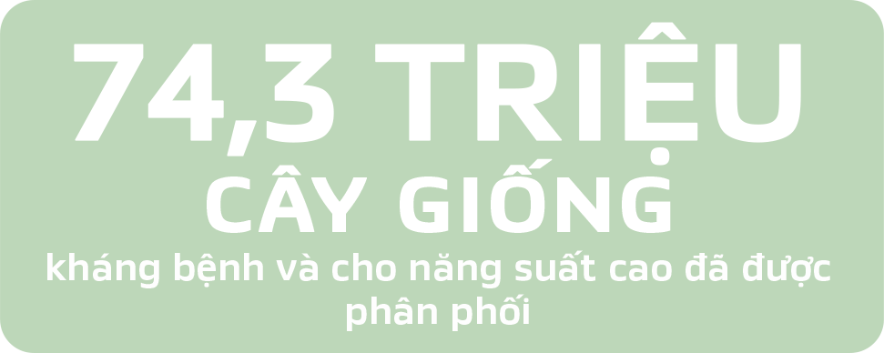 4,3 TRIỆU CÂY GIỐNG