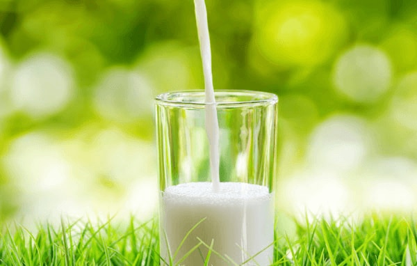 Sữa không béo là thức uống tốt cho bà bầu.